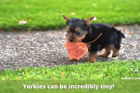 How Much Should A Yorkie Eat Oodle Life