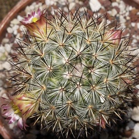 Mammillaria Microhelia Var Microheliopsis