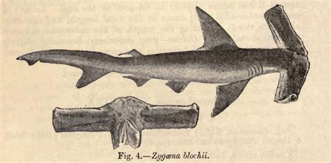 Winghead Shark | Eusphyra blochii | Shark Database