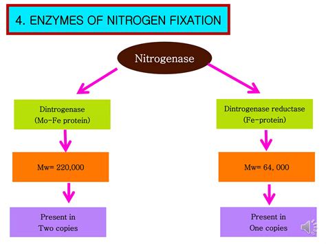 Biological Nitrogen fixation | PPT