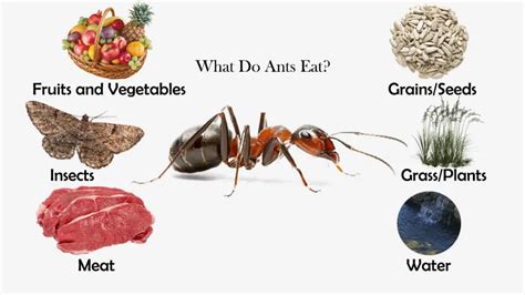 How Do Ants Detect Food