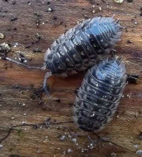 stand  light  day asked  sow bug charles buell