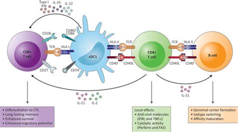 Cells Free Full Text Cd4 T Cells In Chronic Hepatitis B And T Cell