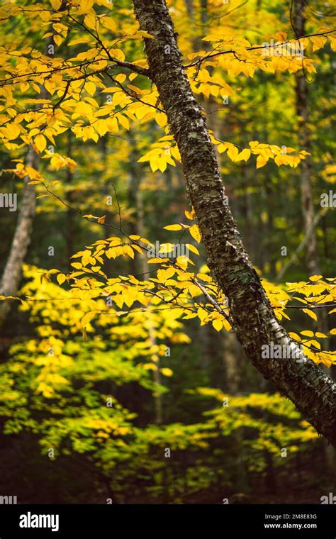 Fall Foliage details along Kancamagus Highway in New Hampshire Stock ...