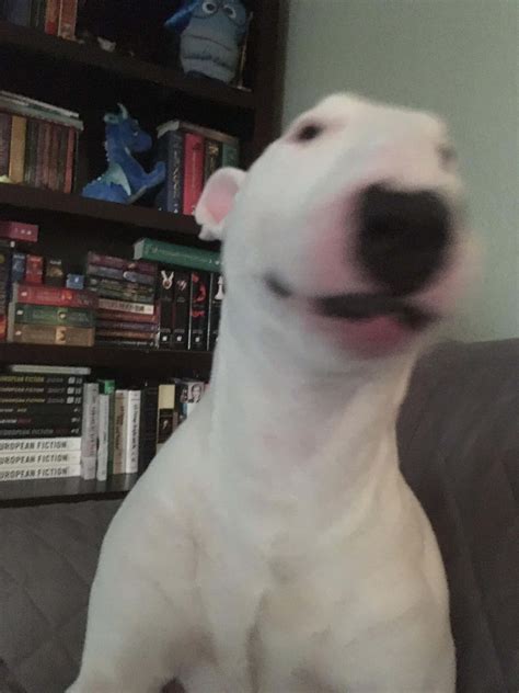 Walter The Dog 2