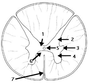 Posterior White Commissure