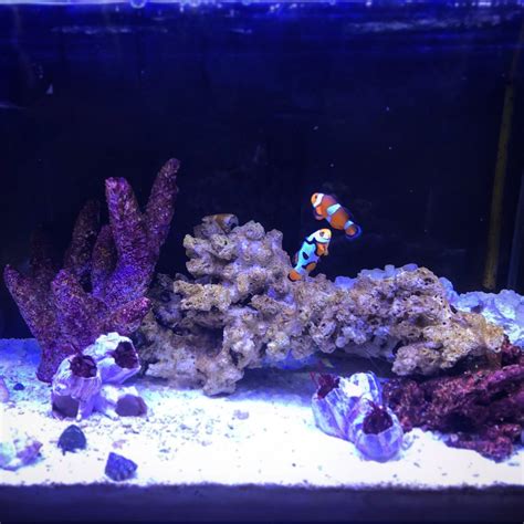 Nano Build Show Your Nano Aquarium Here Page 109 Reef2reef