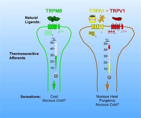 How Cold Is It Trpm8 And Trpa1 In The Molecular Logic Of Cold