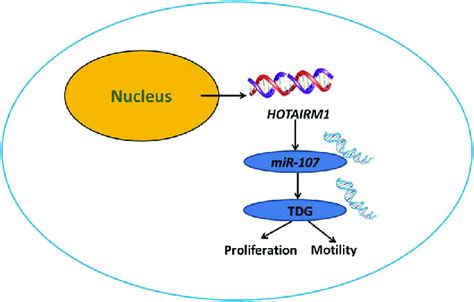 Structure Chart Of The Role Of The Hotairm1 Mir 107 Tdg Axis In Ptc