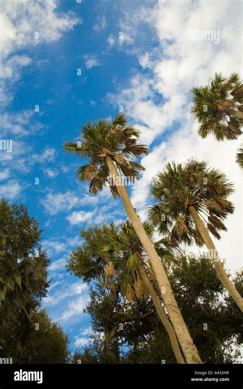 Cabbage Palm trees (Florida's state tree), Polk County, Florida Stock ...