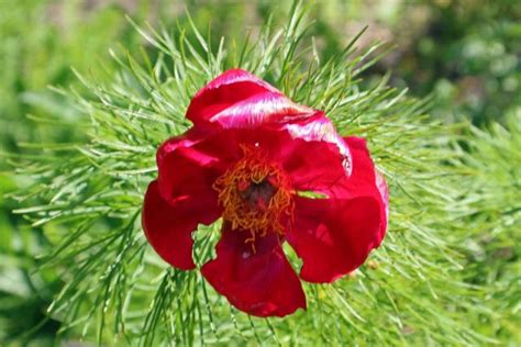 Photo Of The Bloom Of Fern Leaf Peony Paeonia Tenuifolia Posted By