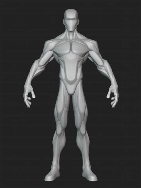 Artstation Stylized Average Anatomy Blockout Resources Zbrush