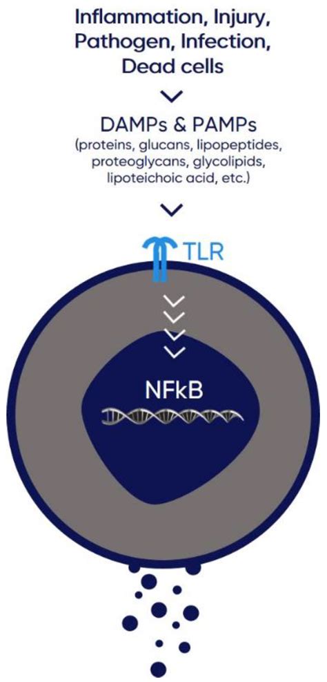 Life Free Full Text Insights Into Cd24 And Exosome Physiology And