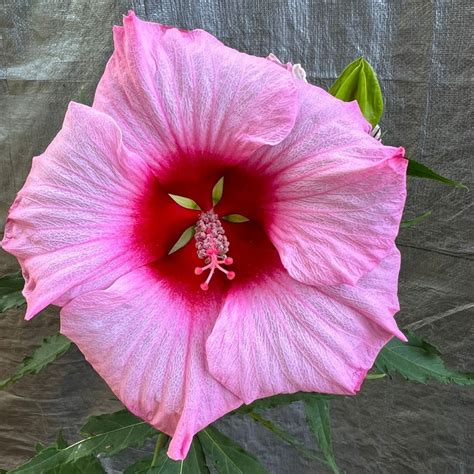 Lady Baltimore Hibiscus Shrub Large Dinner Plate Size Pink Flowers Pixies Gardens