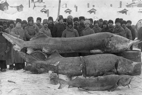 Descubre la fascinante ictiofauna del río Volga en Cheboksary