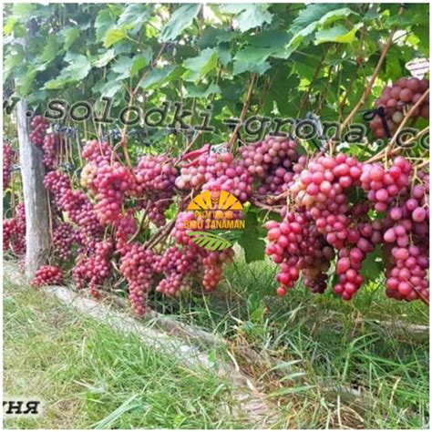 Jual Bibit Anggur Import Dashunia Grafting Siap Berbuah Kota Kediri