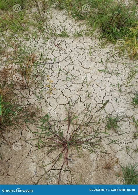 Wild Invasive Weeds Sprouting from the Crack Ground Surface Stock Photo
