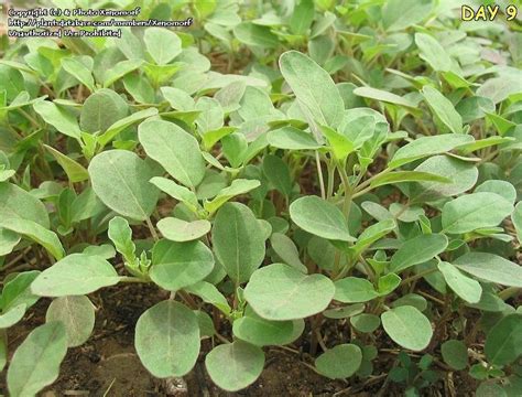 Plantfiles Pictures Erect Spiderling Erect Tar Vine Boerhavia