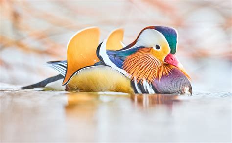 Download Duck Bird Animal Mandarin Duck 4k Ultra Hd Wallpaper