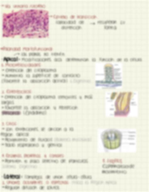 SOLUTION Histología del Tejido Epitelial Studypool