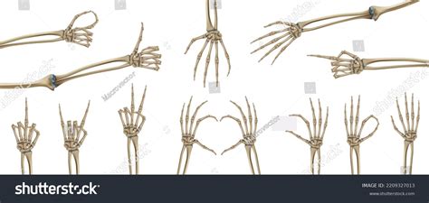 Skeleton Hands Realistic Set Isolated Images Stock Vector (Royalty Free ...