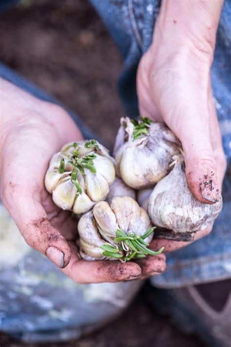 Garlic Has Been Used Throughout Time As A Powerful Remedy In Ancient