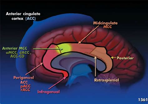 Dr Andrew Huberman And David Goggins Using Willpower To Slow Brain Aging