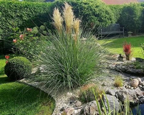 Pampas Grass Seeds Organic Pampas Grass Seeds for Planting | Etsy