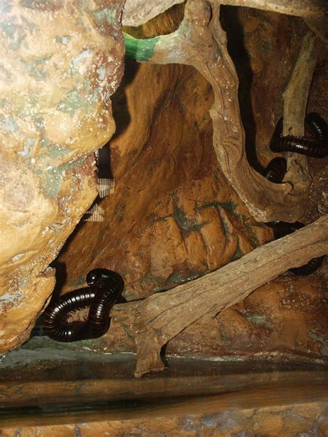 My Zoo: Giant African Millipede