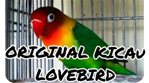 Original Kicau Love Bird YouTube