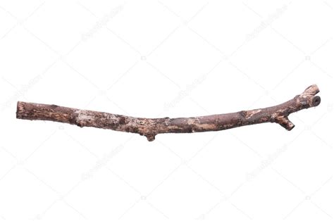 Tree Branch — Stock Photo © Denisnata 13735739