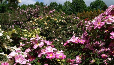 historia Ogrodu PAN PAN Ogród Botaniczny w Powsinie BLOG