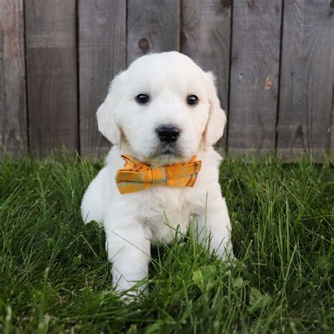 English Cream Golden Retriever Puppies for Sale in Bainbridge, NY ...