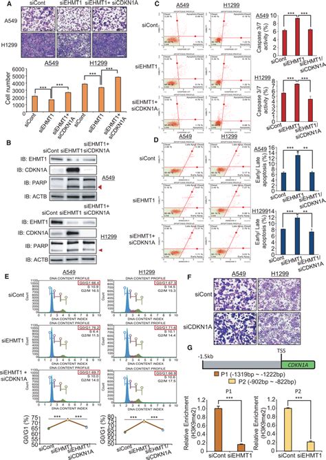 CDKN1A Is A Direct Target Of EHMT1 In Lung Cancer A Cell Growth