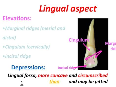 Upper Lateral Incisor