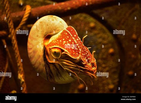 Mollusca Nautilus Hi Res Stock Photography And Images Alamy