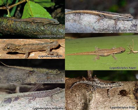 Eight New Species Of Dwarf Geckos Identified In Madagascar Scinews