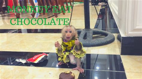 Monkeys Eat Chocolate Very Lovely Youtube