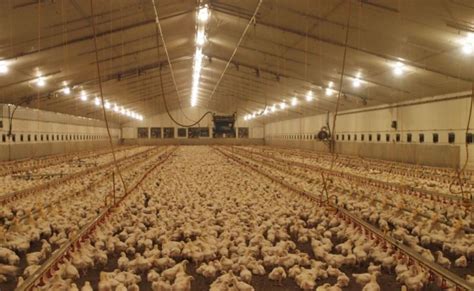 Led Lights For Poultry Houses Shelly Lighting