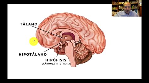 SISTEMA ENDOCRINO HORMONAS DEL HIPOTÁLAMO E HIPÓFISIS Y SU REGULACIÓN