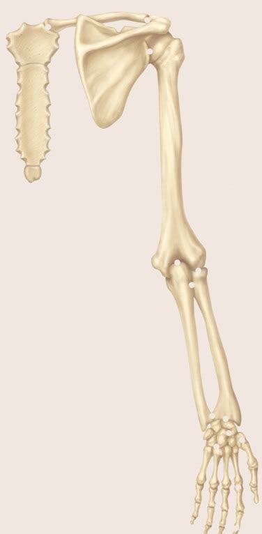 Posterior Bones Of Upper Extremity Diagram Quizlet