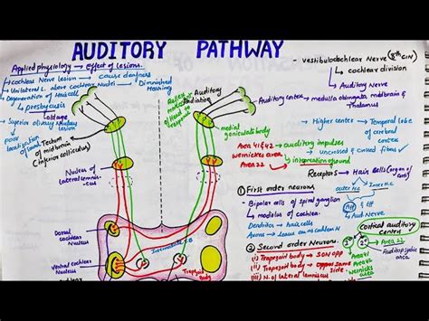 Auditory Pathway Steps