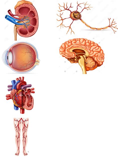 Organ System Photos | PDF