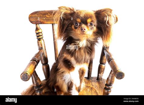 Los Techichi Toltecas En Mexico Mantuvieron A Estos Cachorros Como