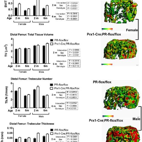 Prx1 PRcKO Mice Developed High Bone Mass At The Distal Femurs In Both