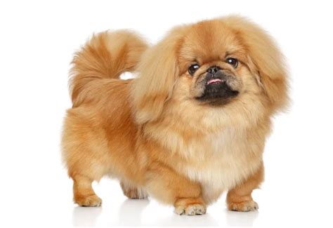 Perro pekines fotos de stock, imágenes de Perro pekines sin royalties | Depositphotos