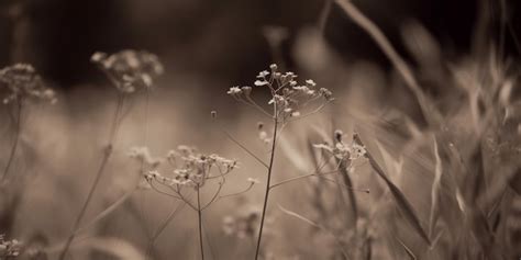 Premium AI Image | A field of flowers with a black and white background