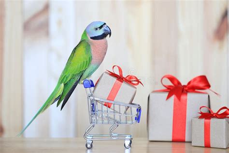 Happy Birthday Parrot Stock Photos Free Royalty Free Stock