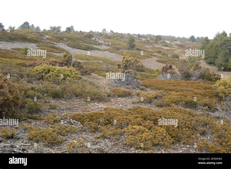 Il ginepro di Savin Juniperus sabina è un arbusto velenoso