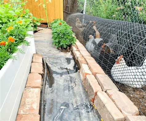 Build A Chicken Tunnel Or Chunnel Meyer Hatchery Blog In